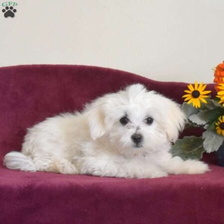 maltese puppies for sale in alaska